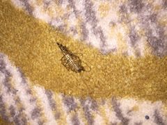 -碧桂园凤凰城酒店(南京店)