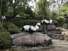 -都江堰中华大熊猫苑