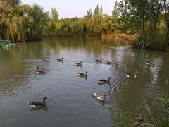 -西安浐灞国家湿地公园