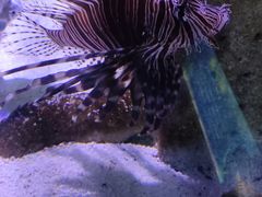 -合肥海洋世界