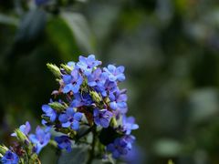 -中国科学院华南植物园