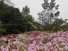 -广州市石门国家森林公园