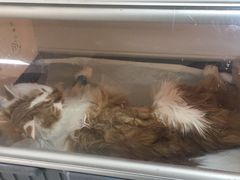 -A猫a狗全科·犬猫异宠·芥西宠物医院(南开总院)