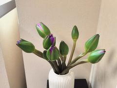 -循礼门鲜花花市(武汉循礼门店)