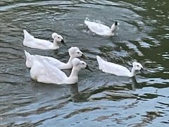 -苏州河梦清园环保主题公园