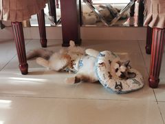 -达爱动物医院·犬猫分区·CT·复杂眼科(远洋山水分院)