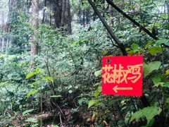 -铁山坪森林公园