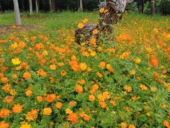-北京西山国家森林公园