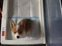 -翊宠yipet猫狗购宠庄园犬舍•猫舍