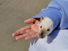 -严国平动物医院(德政总院)