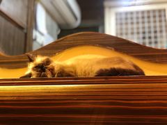 -more than meow吴止猫主题餐厅(承德 中船汇店)