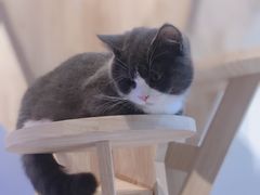 -momokira米努特·德文卷毛猫·棉花面纱犬