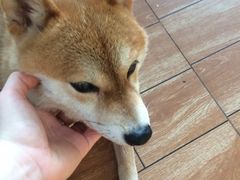 -柴犬高等学院·狗咖·柴犬售卖·宠物训练