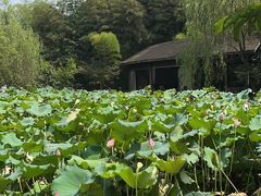 -西院1号(龙井店)