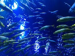 -芜湖新华联大白鲸海洋公园