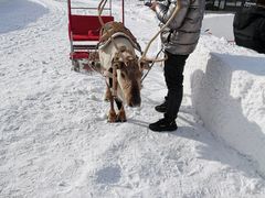 -中旅松花湖滑雪场