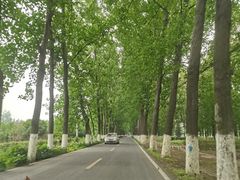 -合肥滨湖国家森林公园