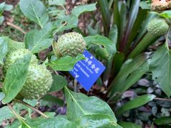 -中国科学院西双版纳热带植物园