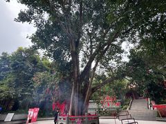 -南宁良凤江国家森林公园