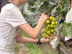 -马陆小张葡萄园农家乐