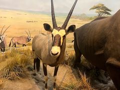 -陕西自然博物馆