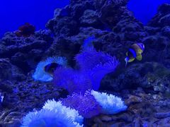 -芜湖新华联大白鲸海洋公园