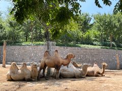 -石家庄市动物园