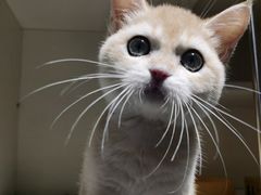 -东方名猫馆·英短金渐层布偶猫舍(环线广场1号楼店)