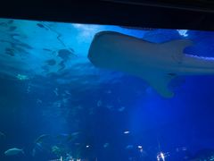 -烟台海昌鲸鲨海洋公园