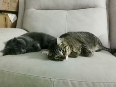 -关爱宠物医院·猫科中心·消化科(滨湖万达分院)