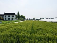 青浦采草莓天天草莓园-青浦采草莓天天草莓园