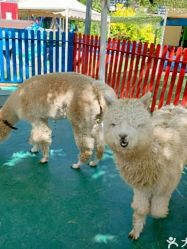 -萌宠亲子动物乐园(槐房万达店)