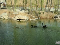 -石家庄市动物园