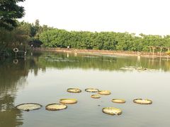 -大湾区中央湿地公园