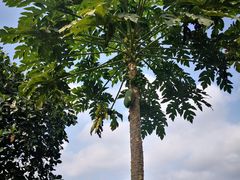 -侯臣咖啡文化村