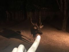 -清迈夜间动物园