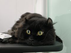 -爱洗澡的猫(望京店)
