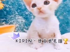 -十年猫舍·猫咪专门店(普陀店)