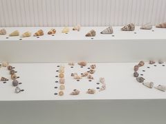 -青岛贝壳博物馆
