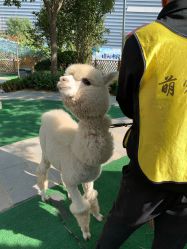 -萌宠亲子动物乐园(槐房万达店)