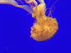 -上海海洋水族馆