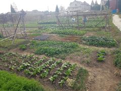 停车场边上的农田-东方假日田园-停车场