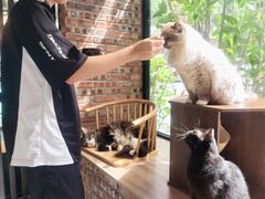 -豆逗聊愈猫阁Easy Life