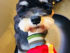 -八公叔叔宠物美容连锁(春申店)