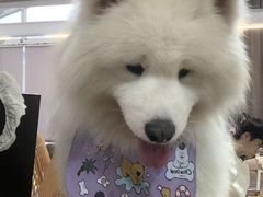 -星多哈·狗咖·拼豆·咖啡