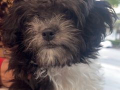 -伟伟宠物医院·CT影像中心·瑞派犬猫综合性门诊(汉口总院)