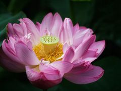 -陈家山荷花公园