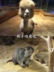 -未来动物城动物主题公园(大悦城店)