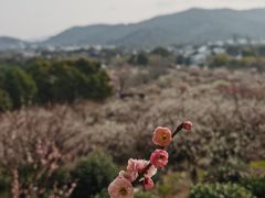 -香雪海