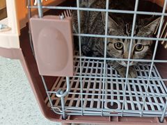 -宠颐生宠物医院·心肾内科·猫专科诊疗中心宠巢店
